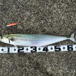 台風後ちょっと渋い